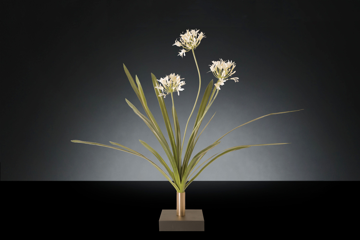 1700221650-1142937.96 AGAPANTHUS_2LOW